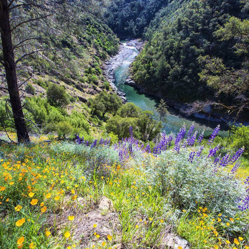 North Fork of the American River from a high bank covered in wildflowers
