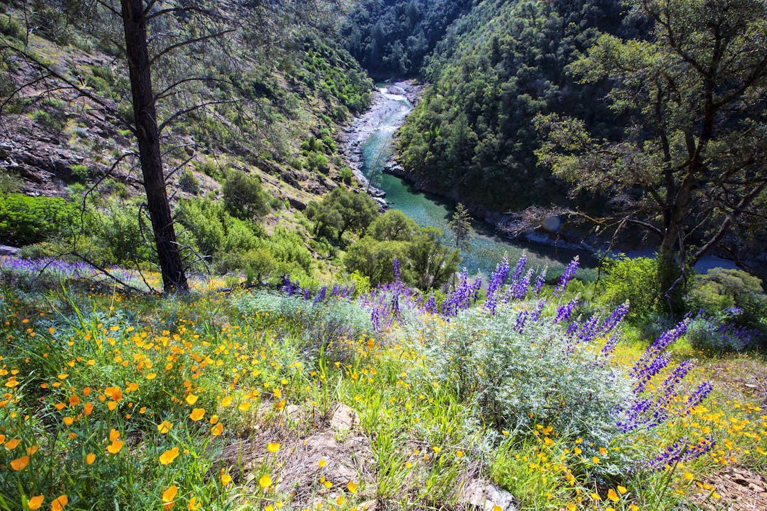 North Fork of the American River from a high bank covered in wildflowers