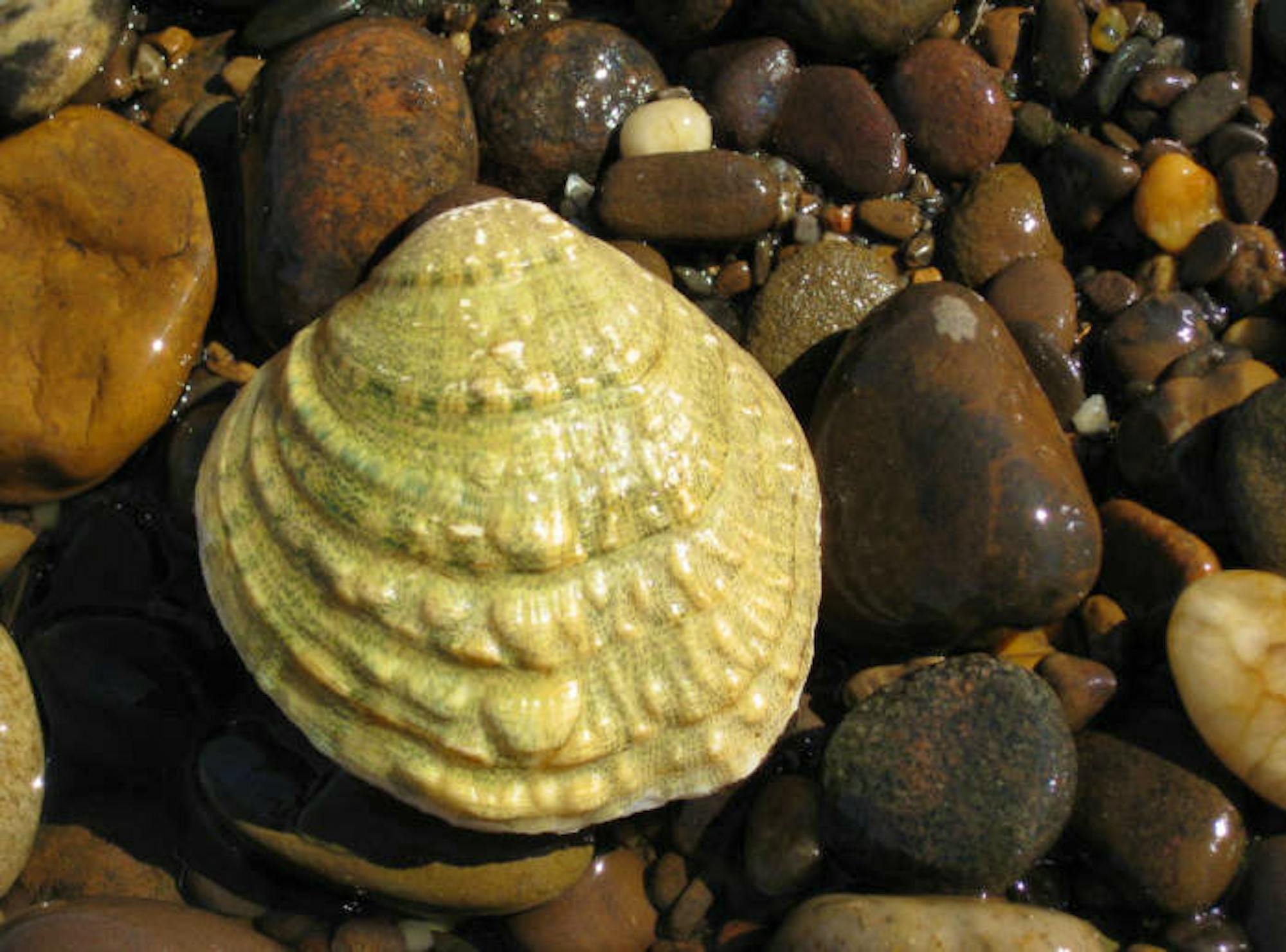 Endangered fanshell mussel