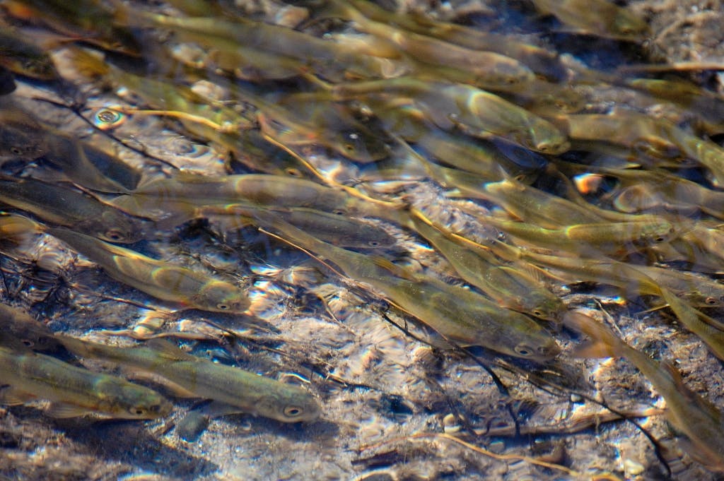 Rio Grande Chub in stream