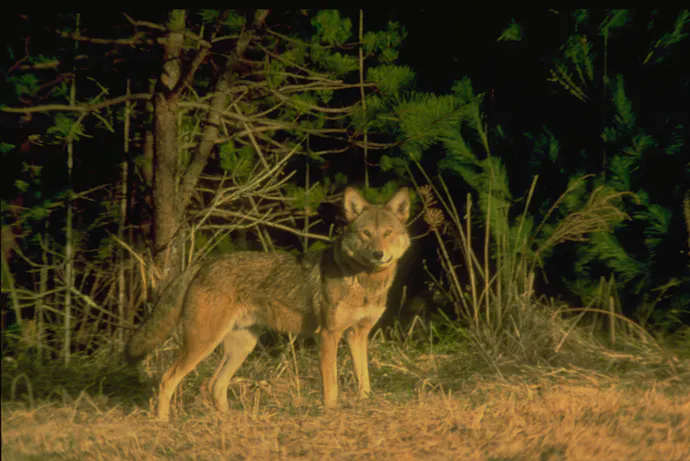 Red Wolves: Where to Next | Defenders of Wildlife