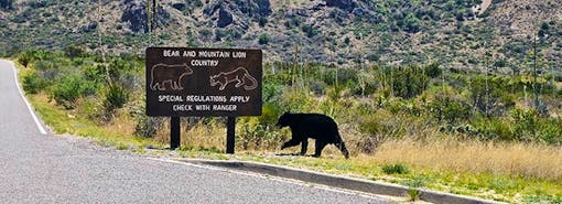 Black bear with sign in Big Bend NP