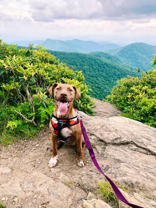 Lenny on the trail