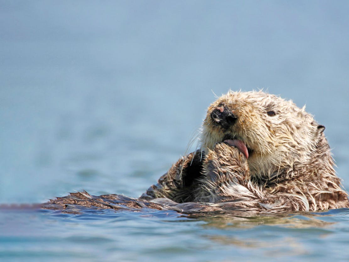 Sea otter