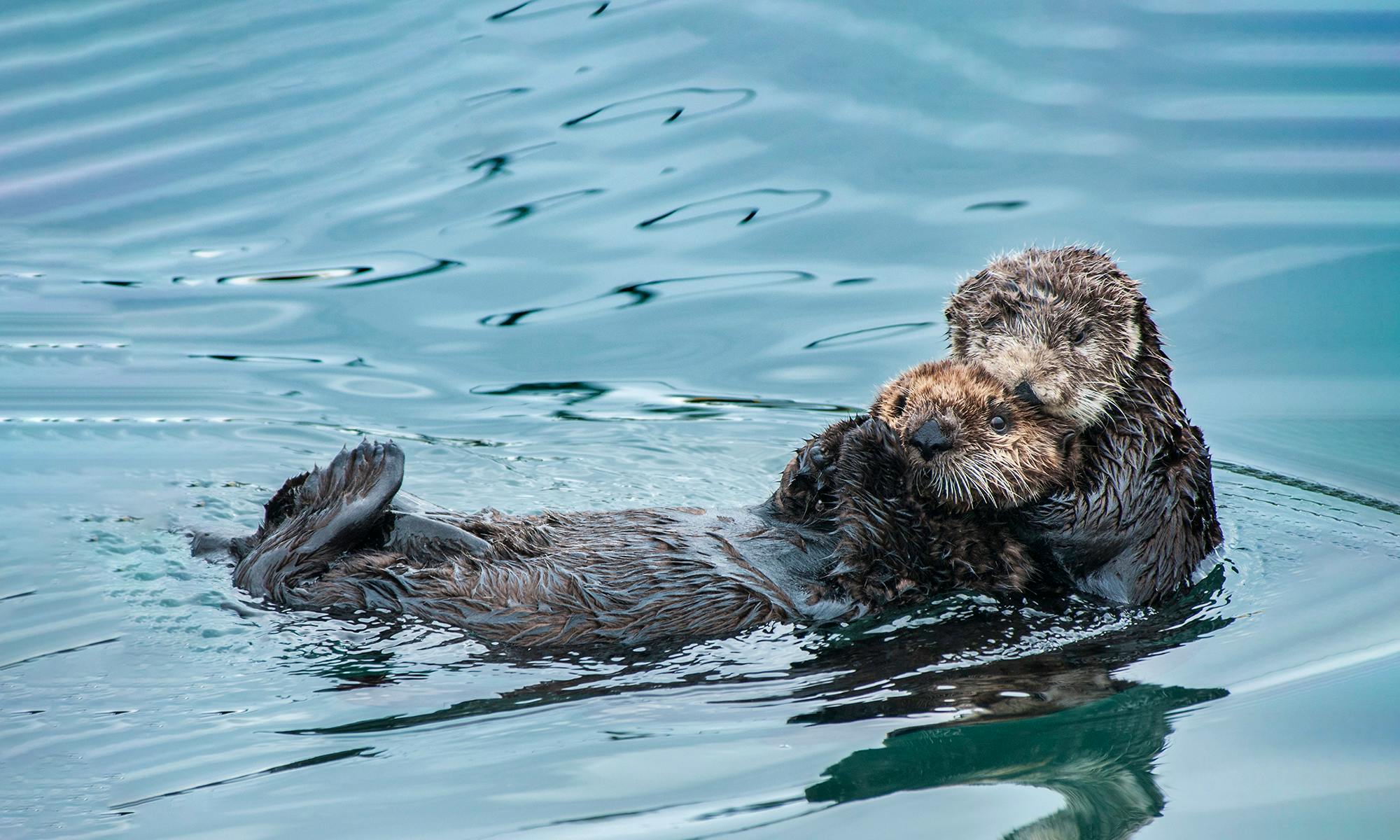 Sea otters