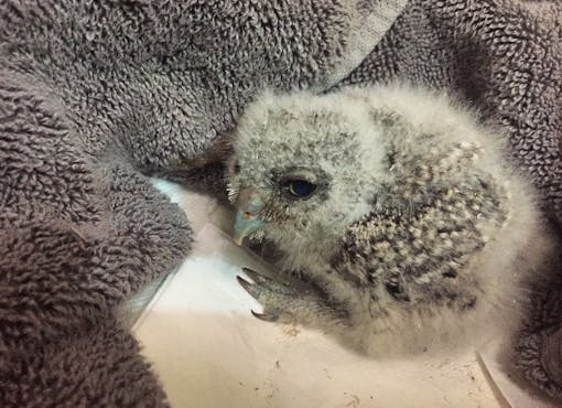 Eastern screech owlet 