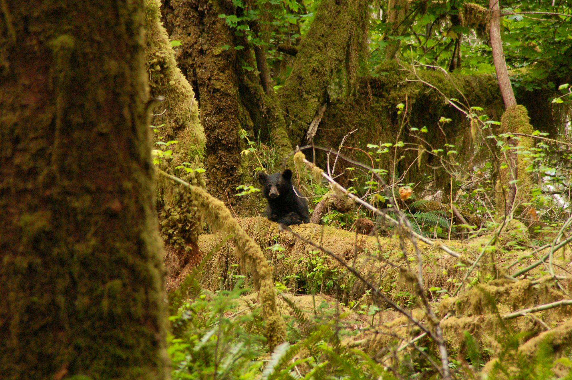 Black bear Olympic National Park 