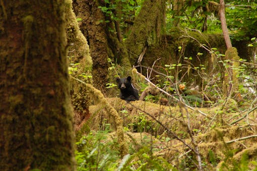 Black bear Olympic National Park 