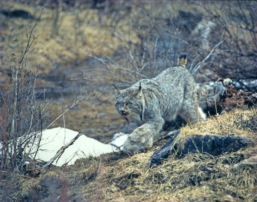 Canada lynx walking through bushes in Rio Grande National Forest 