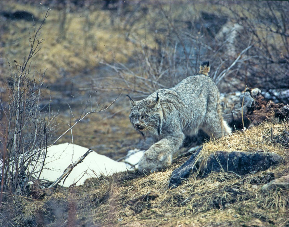 Canada lynx walking through bushes in Rio Grande National Forest 