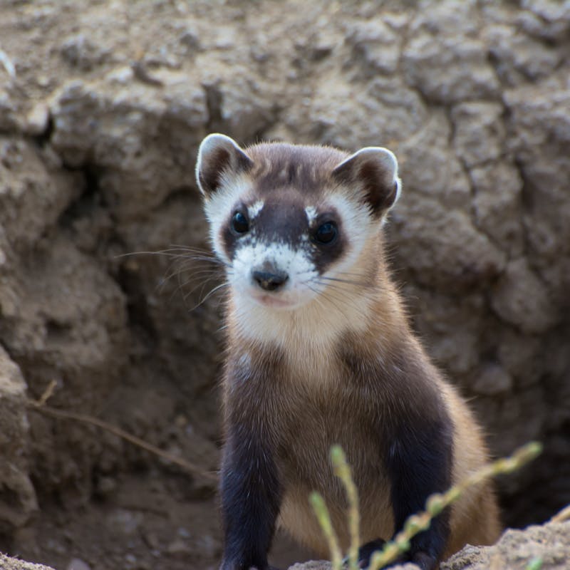 Black-footed ferret poking out of a hole