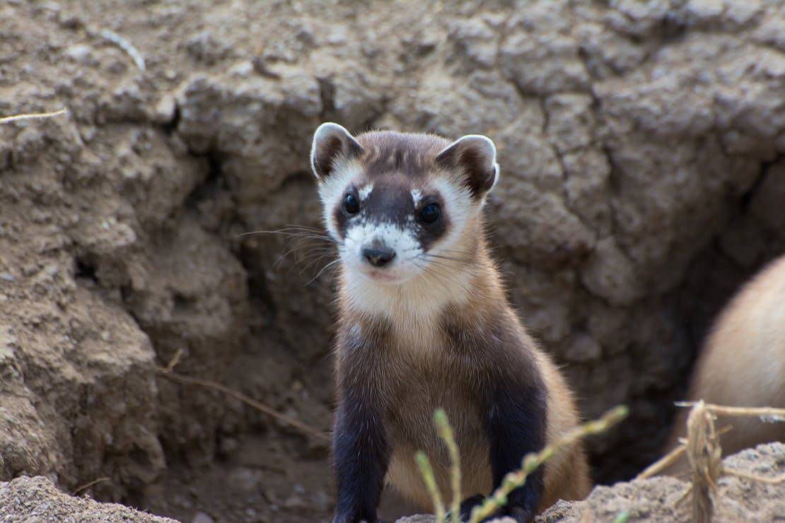 Black-footed ferret poking out of a hole