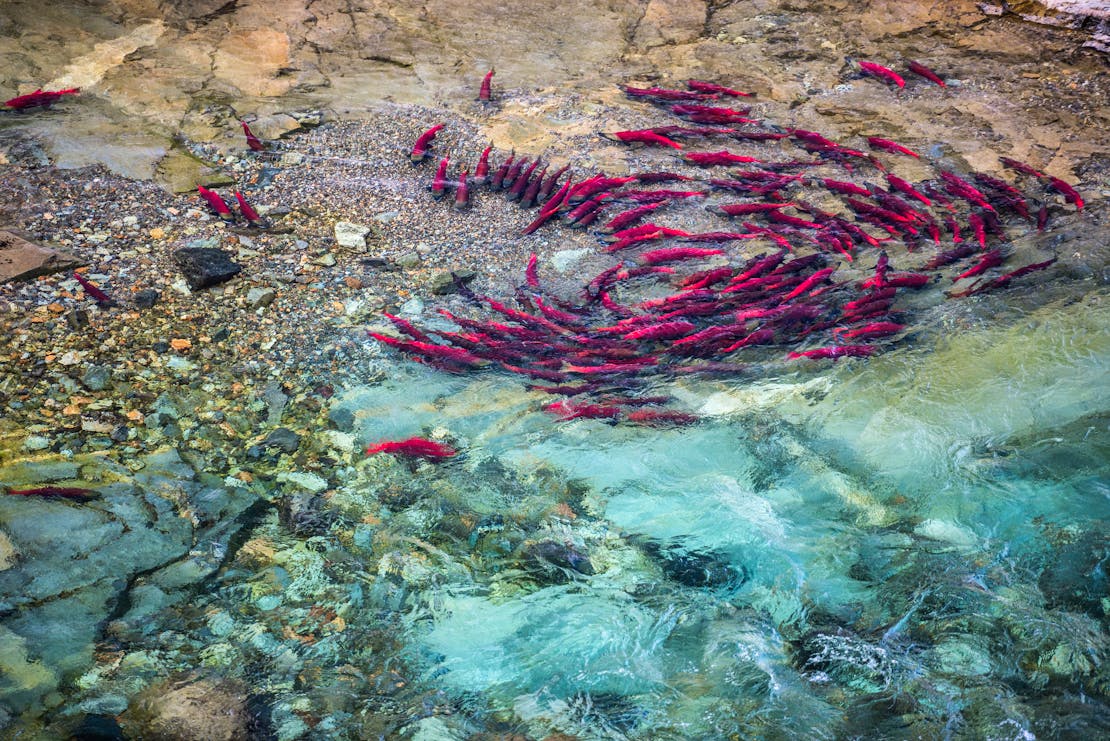 Salmon pool together in a stream, Katmai Preserve