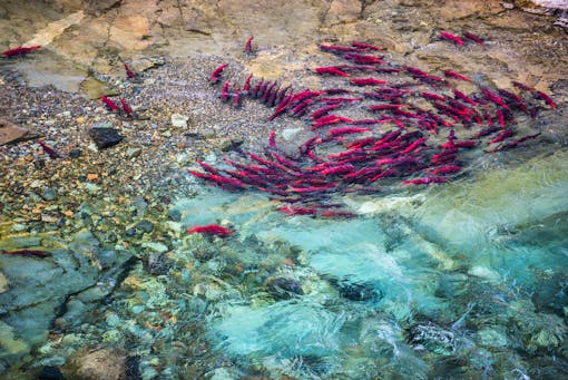 Salmon pool together in a stream, Katmai Preserve