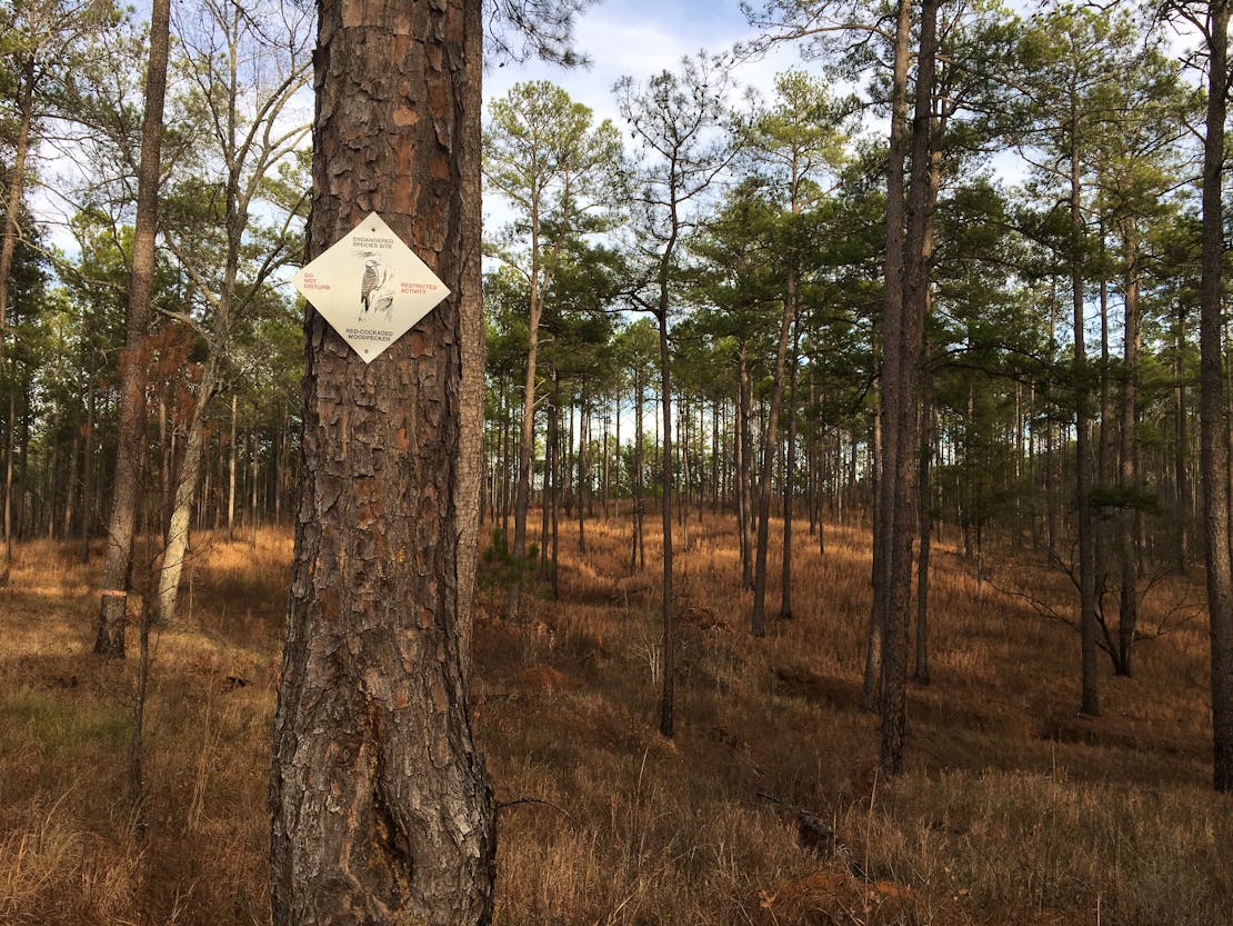 red-cockaded woodpecker habitat on the Oconee National Forest