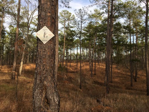 red-cockaded woodpecker habitat on the Oconee National Forest