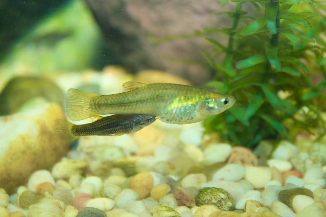 Gila topminnow Poeciliopsis occidentalis