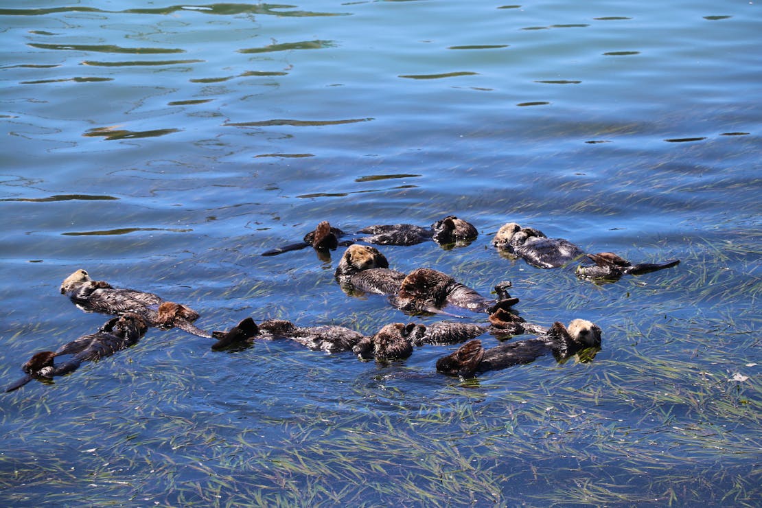 Southern sea otters at Morro Bay, California