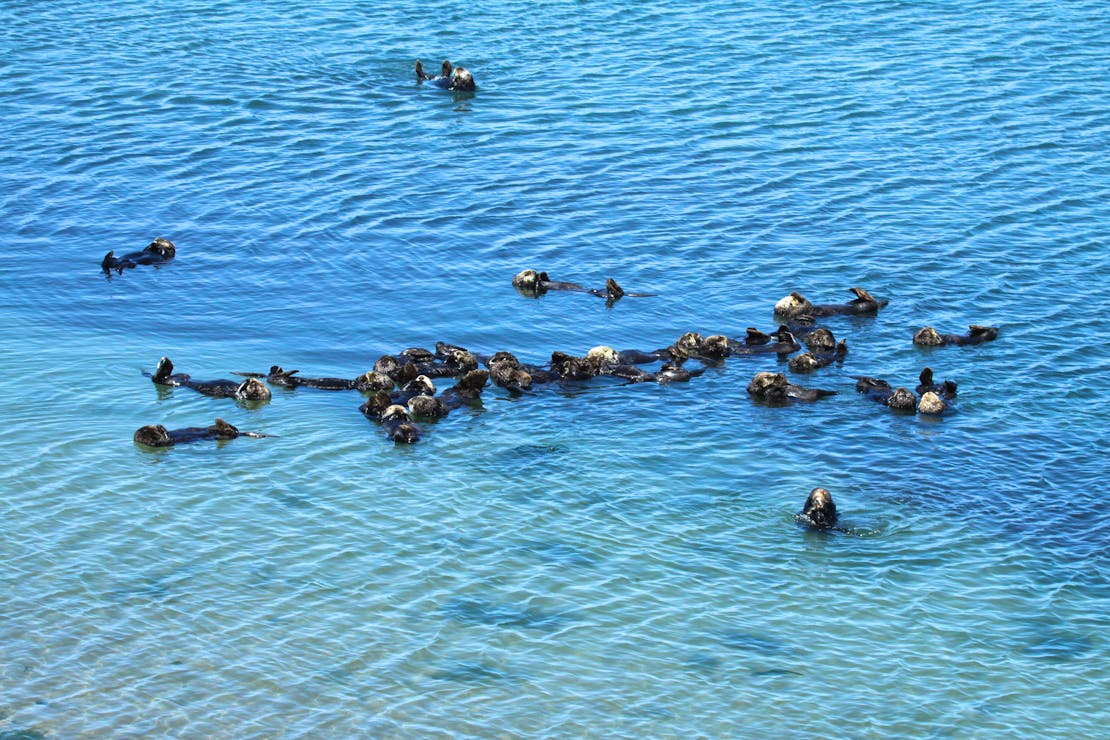 Southern sea otters float at Moss Landing, California.