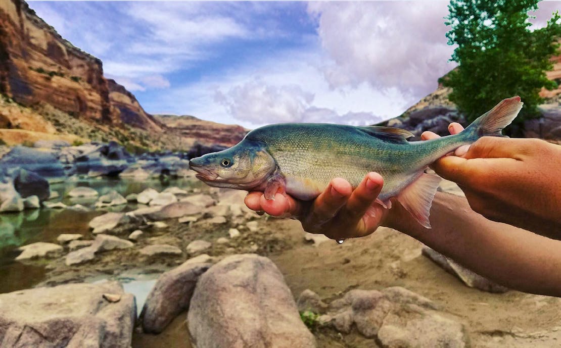 Humpback chub