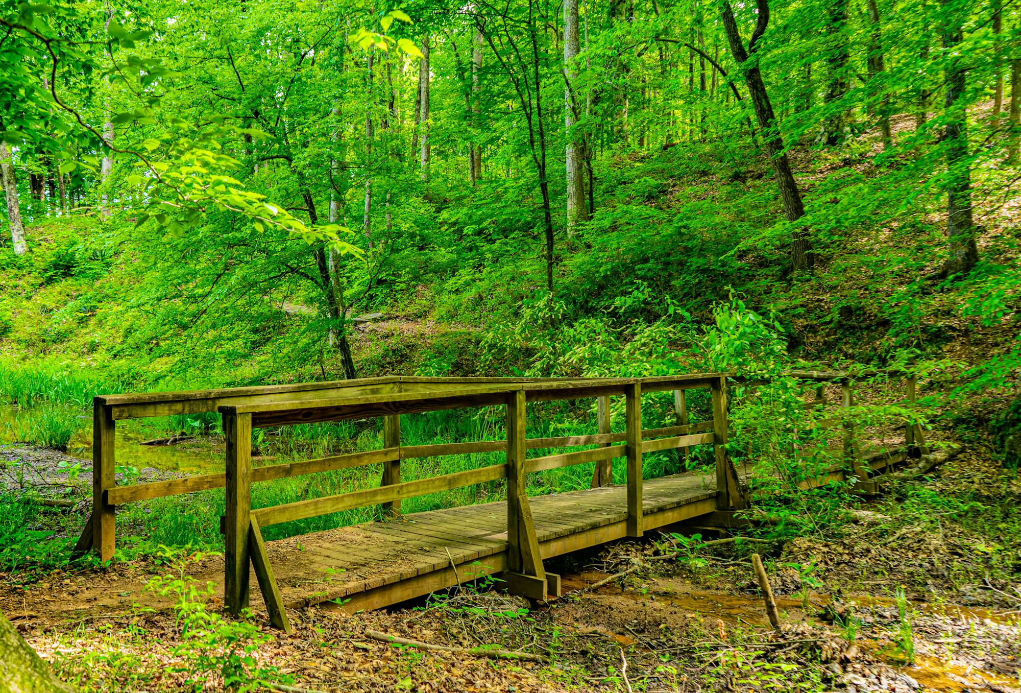 bridge through forest