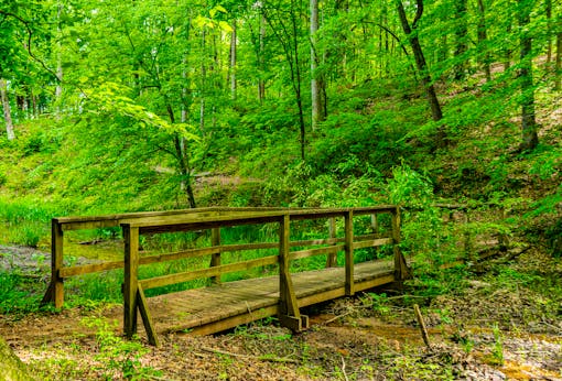 bridge through forest