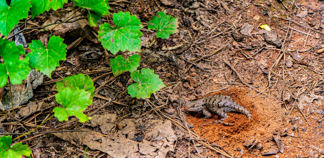 lizard in dirt