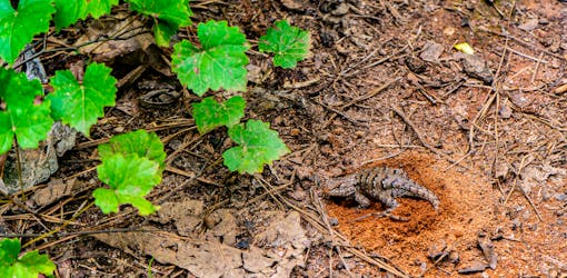 lizard in dirt