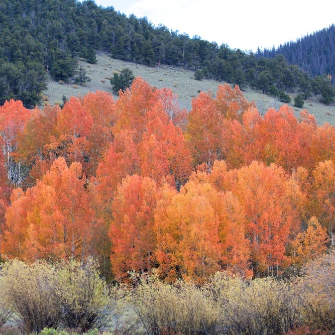 A grove of aspens burst into color near Forest Road 528 on the Rio Grande National Forest in Southern Colorado
