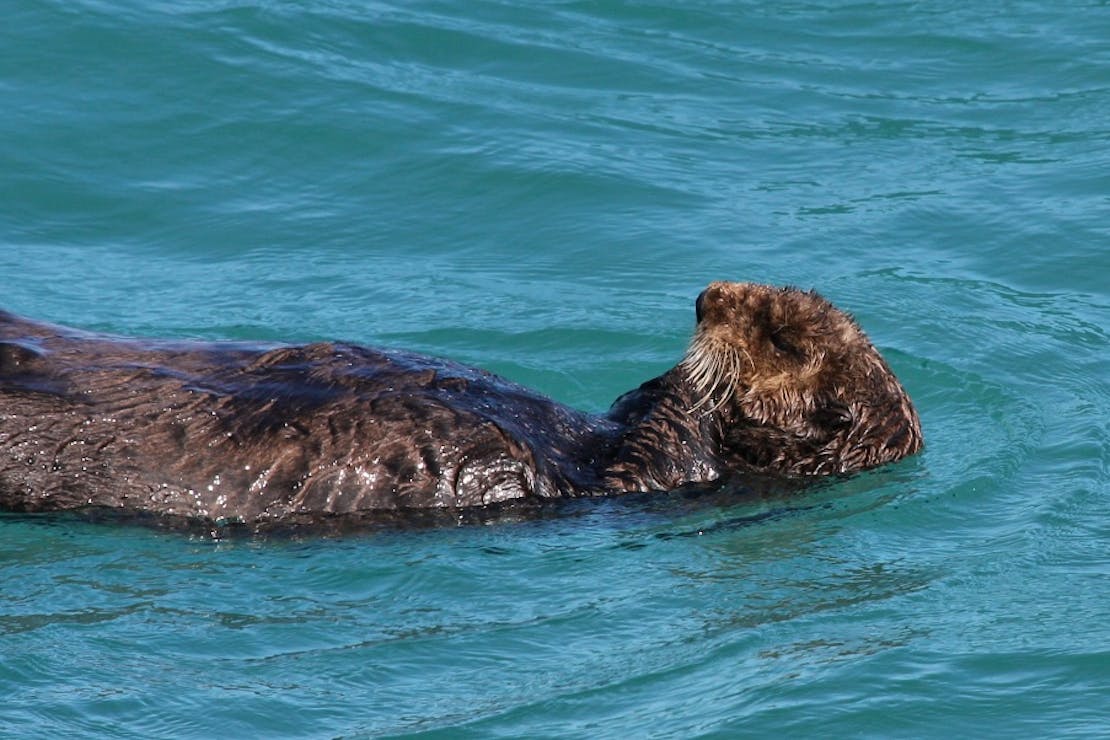 Sea otter Kenai Fjords National Park