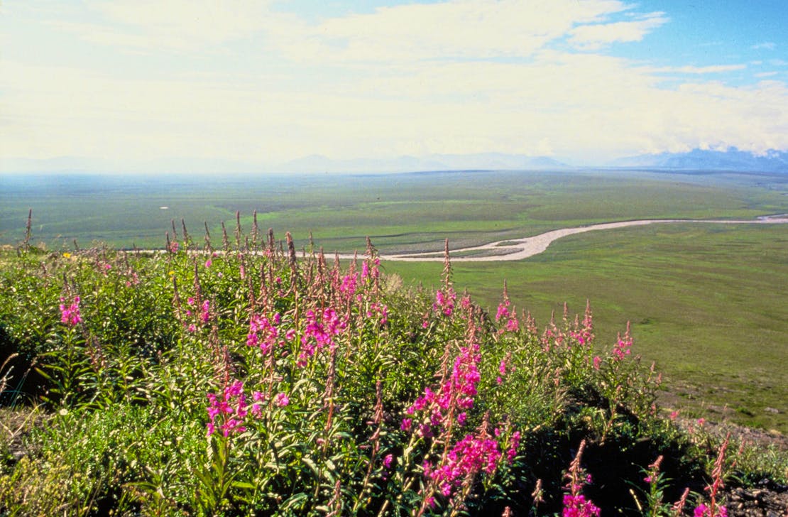 Arctic National Wildlife Refuge coastal plain wildflowers