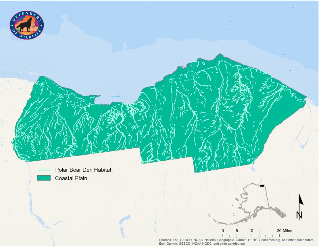 Map of polar bear den habitat on the coastal plain ANWR 2020