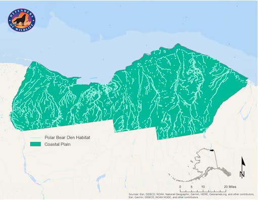 Map of polar bear den habitat on the coastal plain ANWR 2020