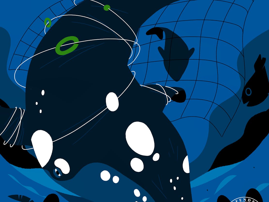 Vote for wildlife right whale illustration without text