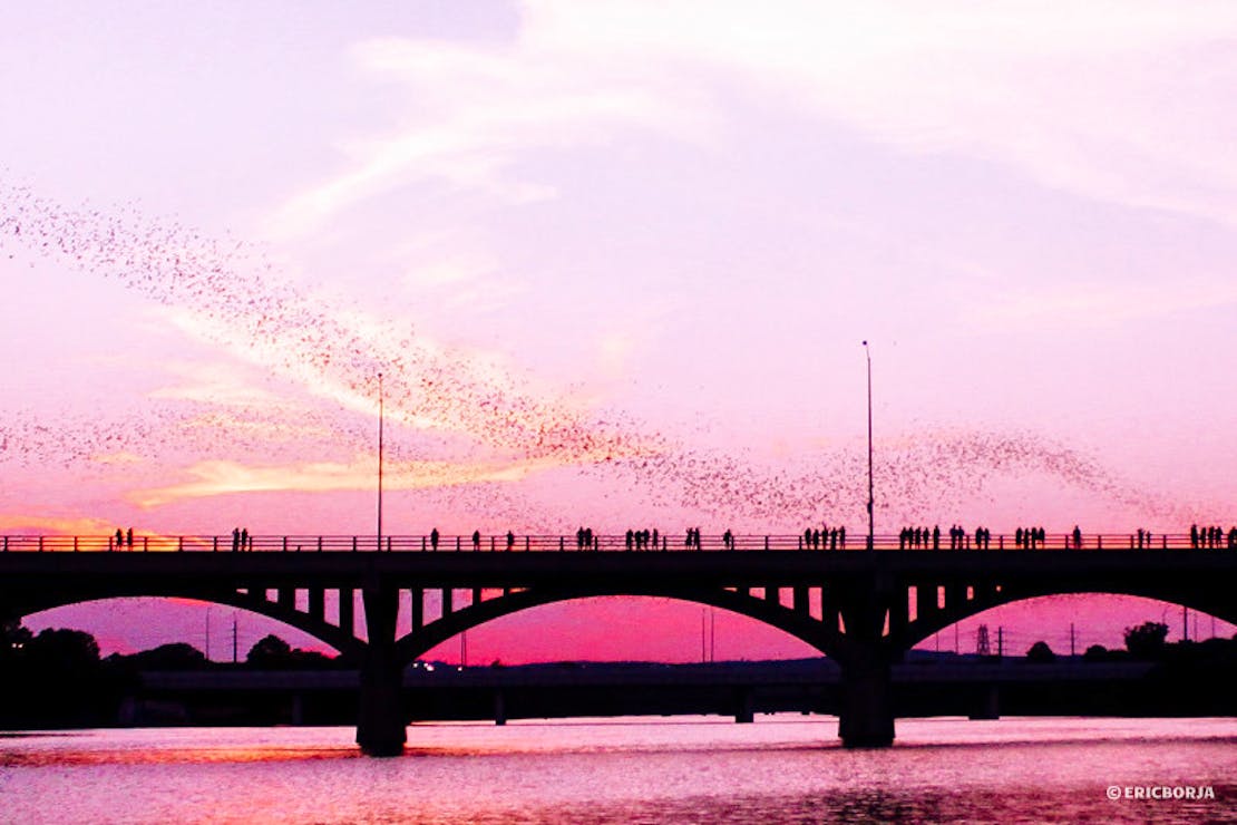 Congress Avenue Bridge with mexican free-tailed bats in Austin, Texas