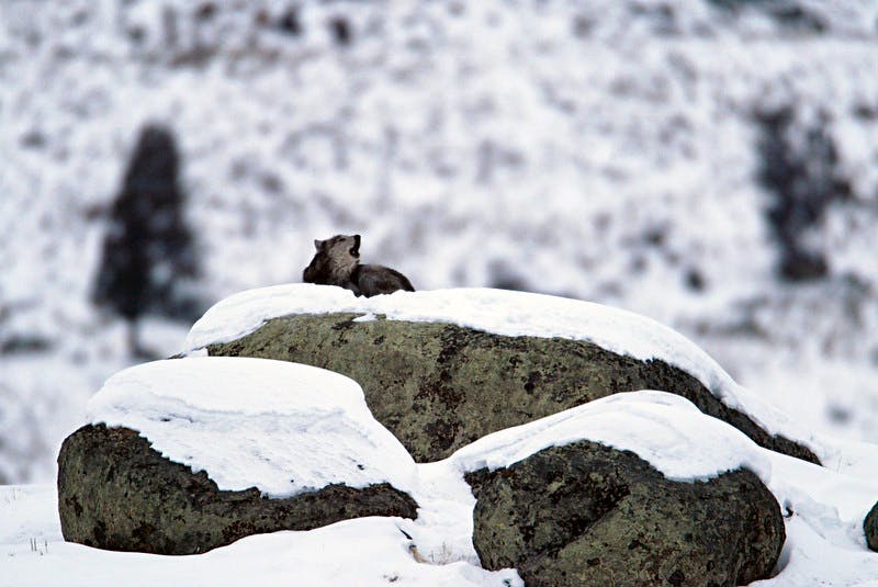 Wolf howling on glacial erratic in Little Americal Flats