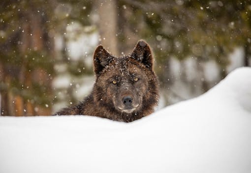 Gray wolf in snow Yellowstone National Park 