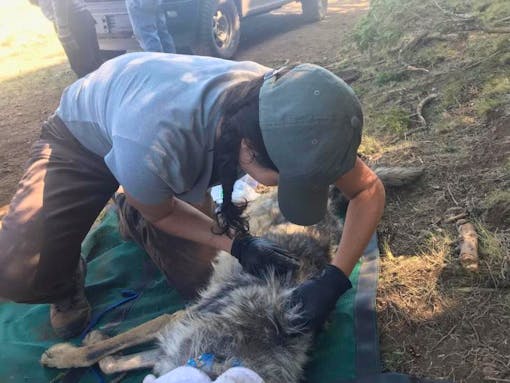 Mexican gray wolf processing