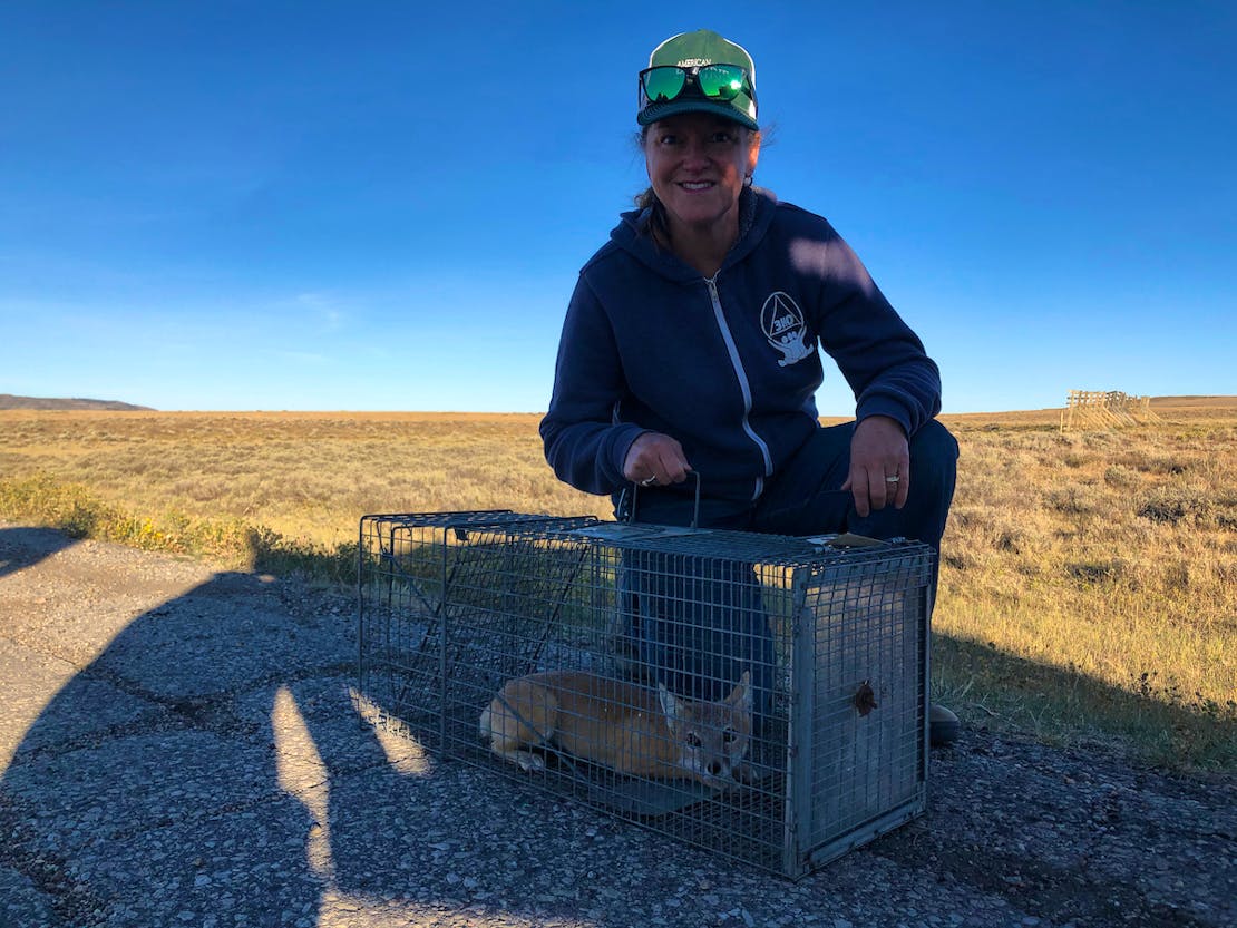 Chamois with a swift fox in a trap