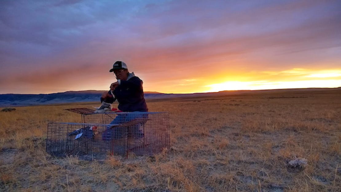 Chamois setting trap at sunrise