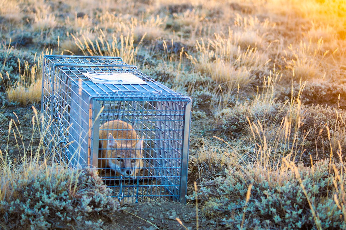 Fox in a cage in brush