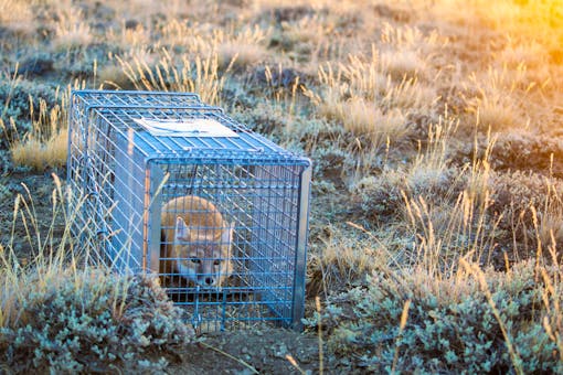 Fox in a cage in brush