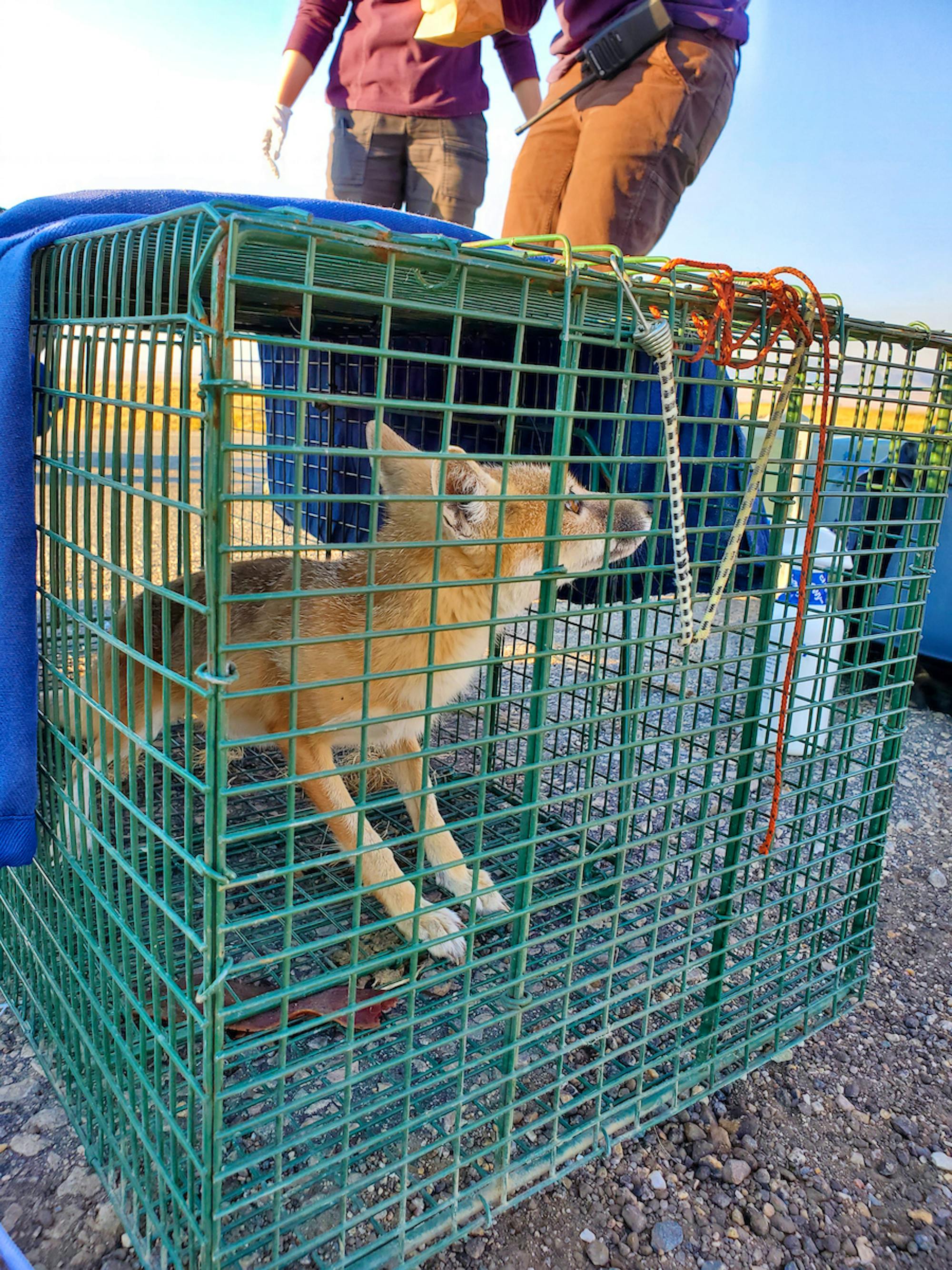 Fox in cage