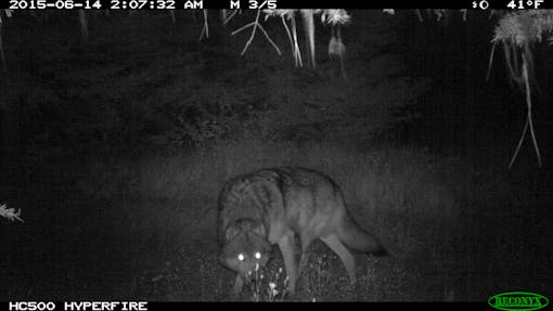 Wolf 32M from remote camera