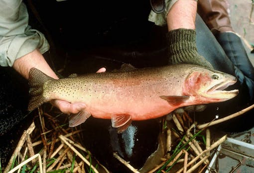 Bruce Roselund displaying a Green Cutthroat Trout