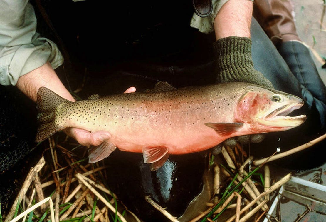 Bruce Roselund displaying a Green Cutthroat Trout