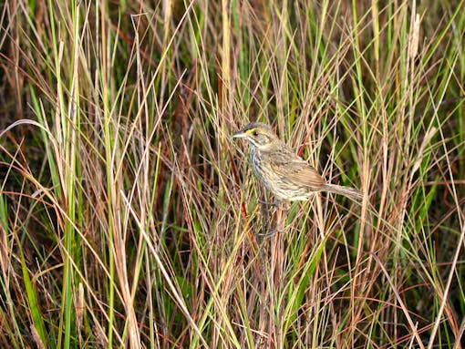 Cape Sable seaside sparrow in Everglades National Park