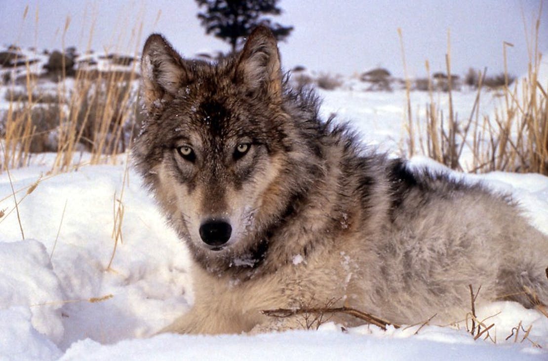 Gray wolf in snow