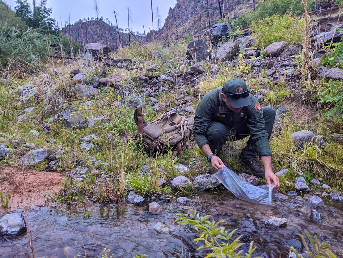 Release of fish