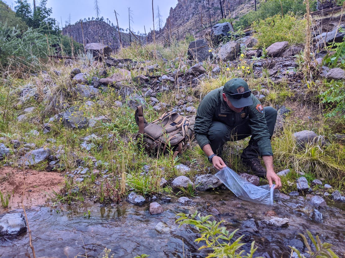 Release of fish